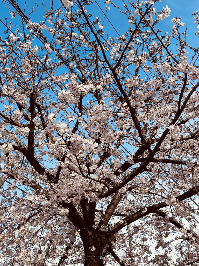北沢川緑道