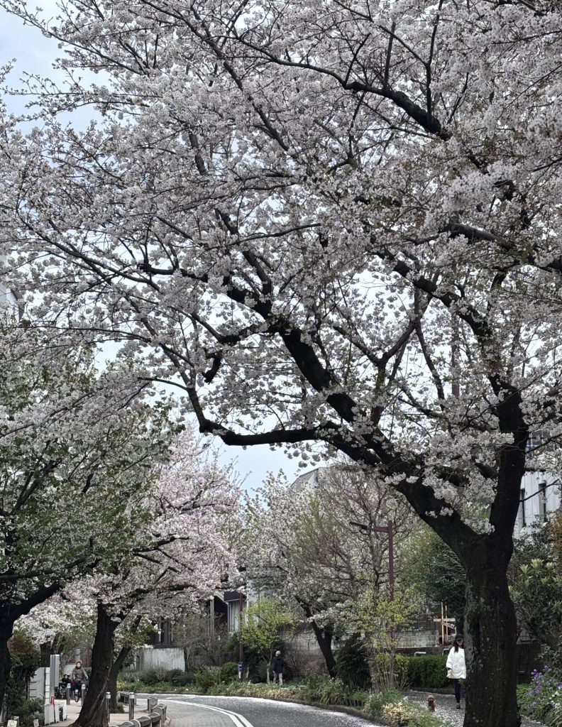 烏山川緑道